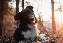 white and black dog lying on ground under trees