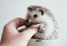 white and brown hedgehog