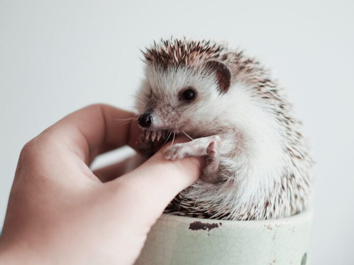 white and brown hedgehog