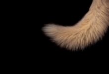 brown animal tail clip art