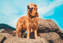 golden retriever on gray rock during daytime