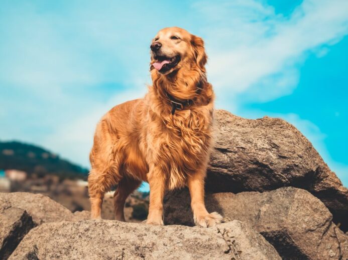 golden retriever on gray rock during daytime
