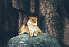 lioness laying on gray rock