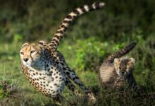 cheetah on green grass during daytime