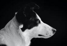 black and white shot of a dog portrait