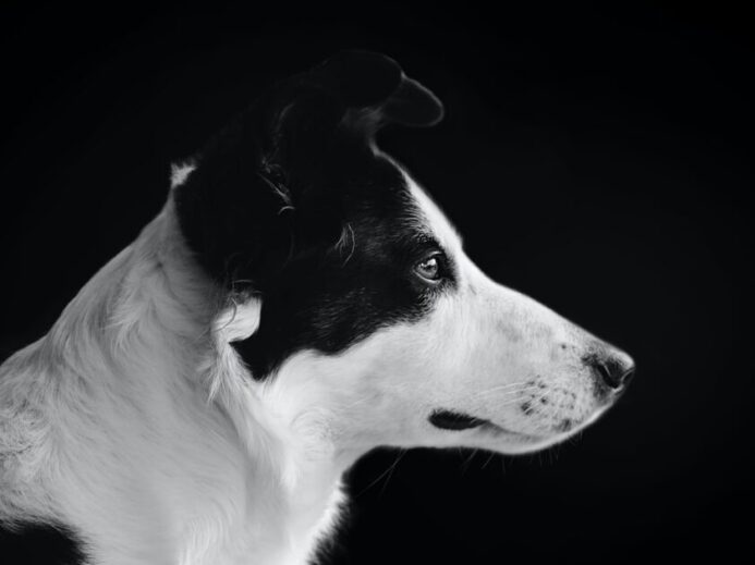 black and white shot of a dog portrait