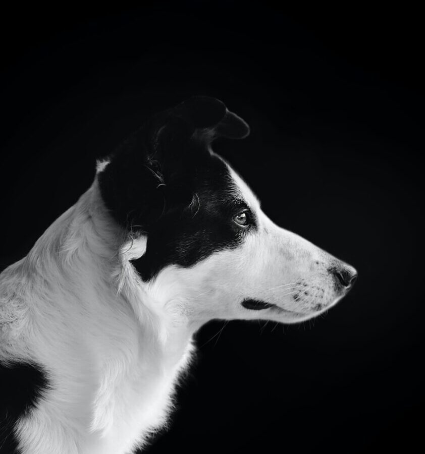 black and white shot of a dog portrait