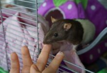 brown and white mouse on persons hand