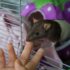 brown and white mouse on persons hand