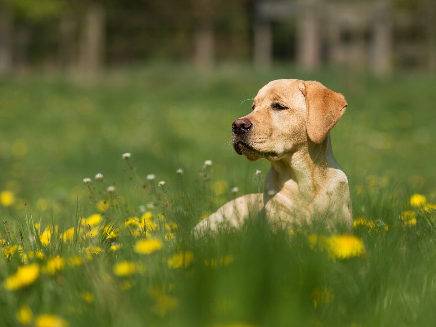 reclining adult yellow Labrador retriever