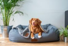 brown short coated dog on gray couch