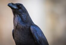 black bird in close up photography