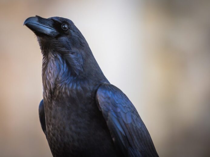 black bird in close up photography