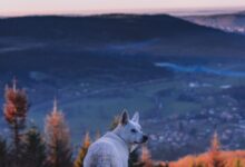 white wolf