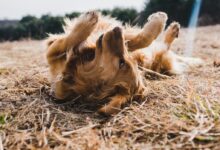 adult gold golden retriever lying on floor