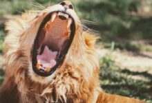 yawning lion on green grass during daytime