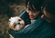 woman and man standing holding white and brown shih tzu