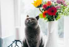 Russian blue cat standing near ceramic vase with artificial flowers