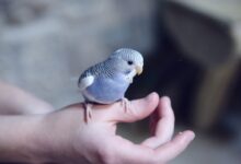 blue parakeet on hand