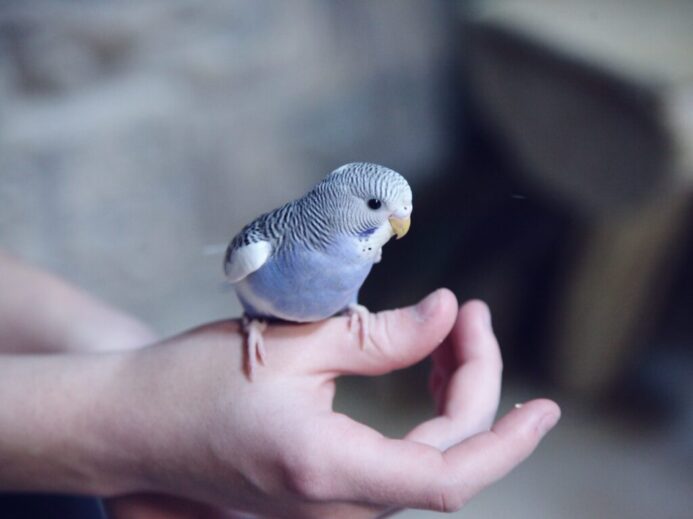 blue parakeet on hand