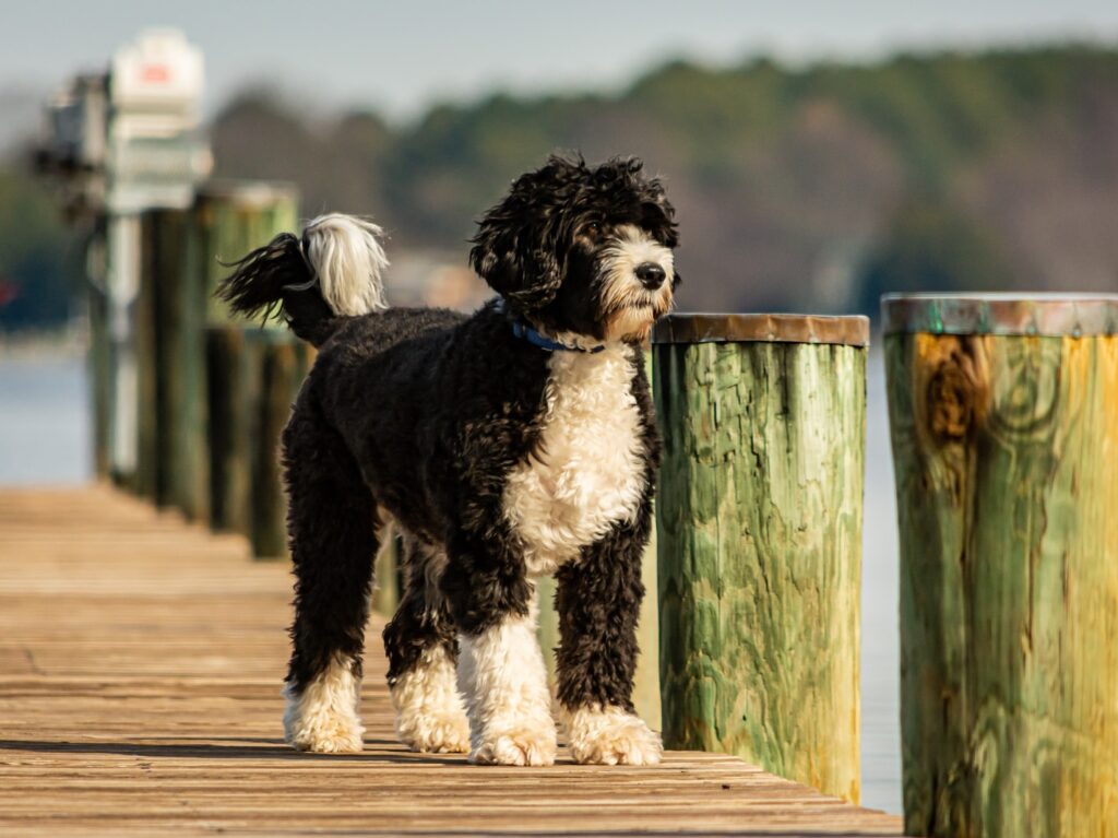 black and white long coated dog on brown wooden fence during daytime