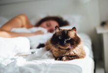 brown cat across person lying on bed