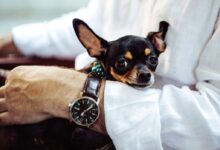 man in white dress shirt wearing round analog watch with brown leather bracelet holding black chihuahua during daytime