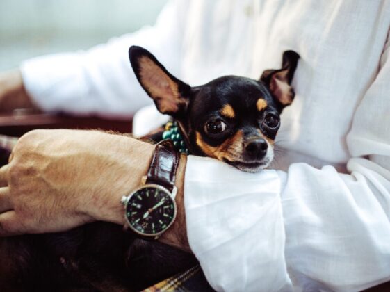 man in white dress shirt wearing round analog watch with brown leather bracelet holding black chihuahua during daytime