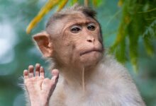 brown primate