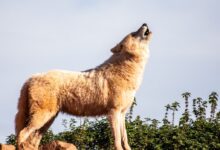 brown wolf standing boulder during daytime