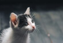 Photo of White and Black Kitten