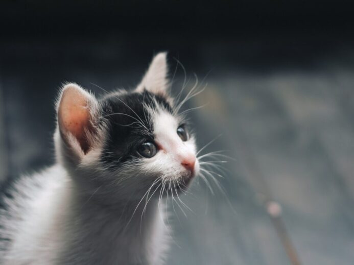 Photo of White and Black Kitten