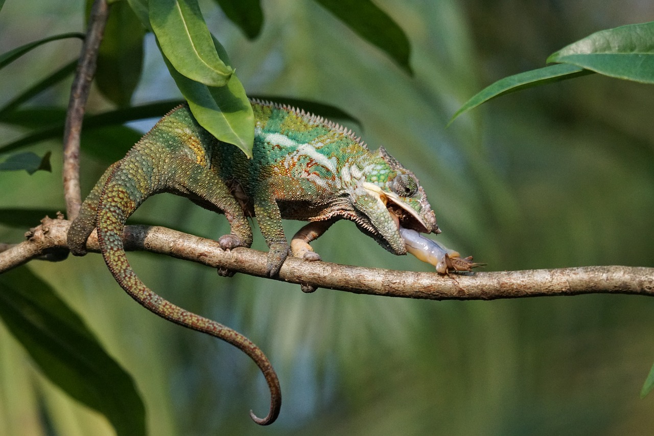 Pixel-mixer - NeposlušnéTlapky photo of chameleon, chameleon food