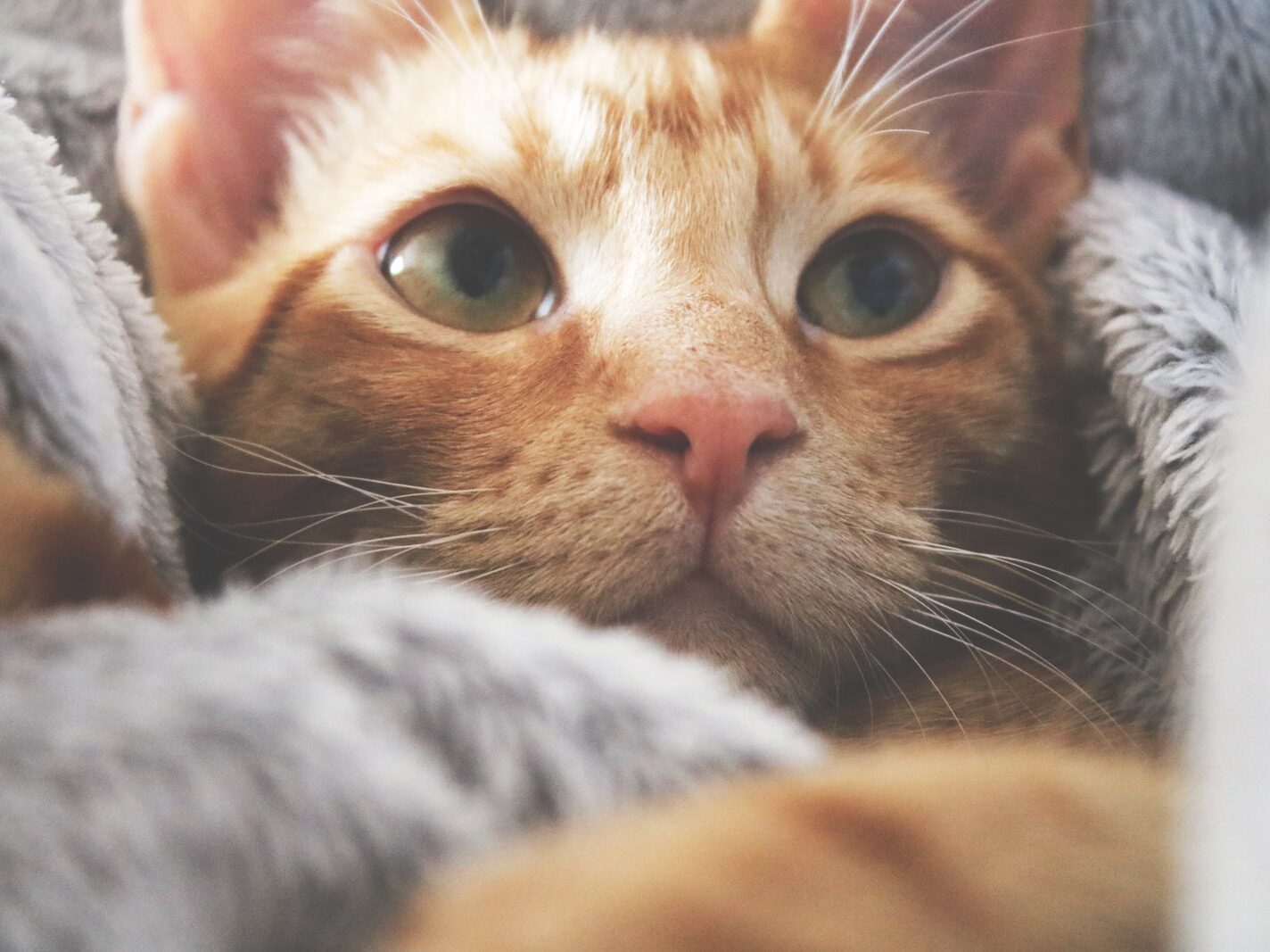 - NeposlušnéTlapky Orange Kitten