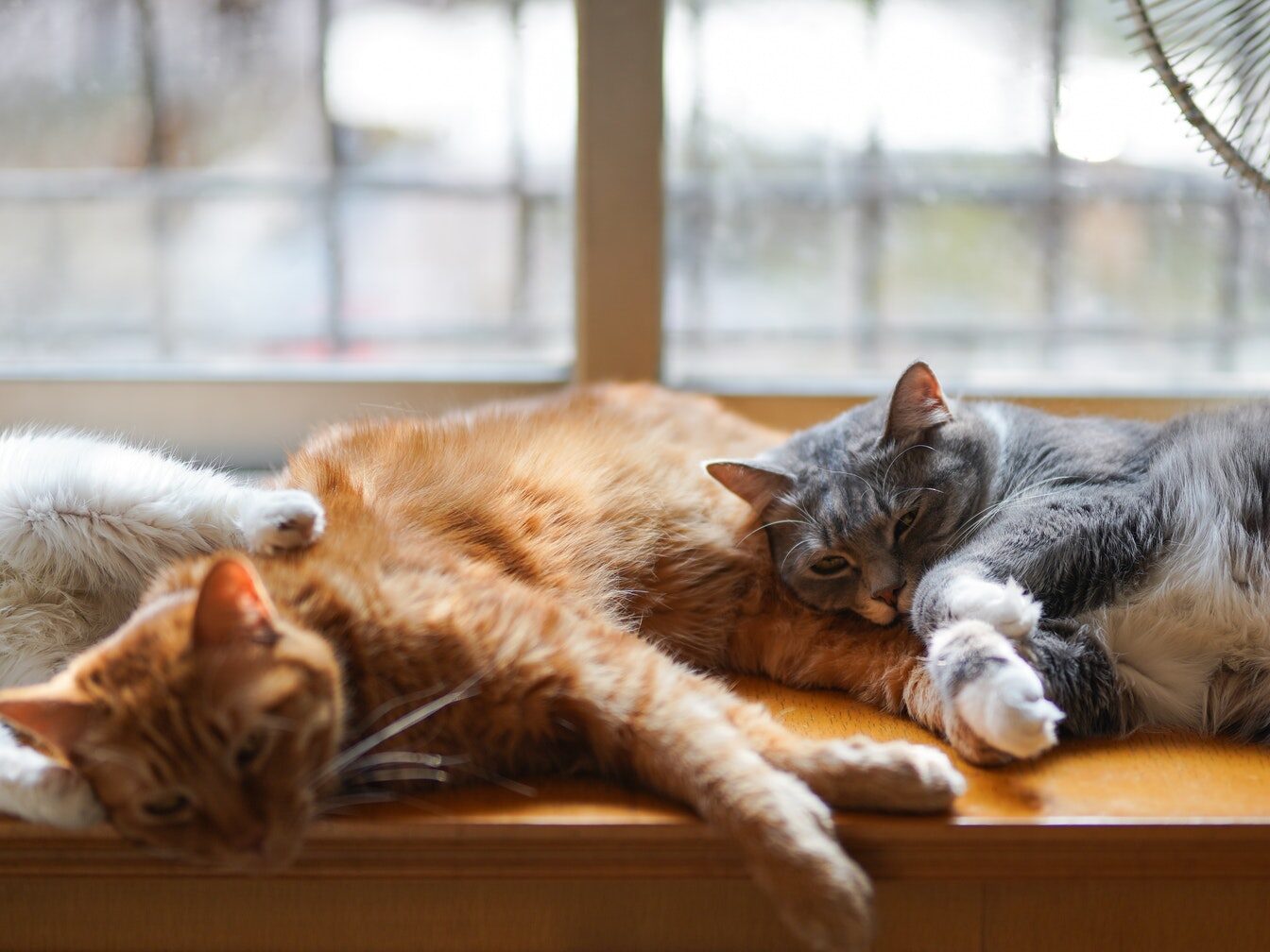 Two Tabby Kittens Lying Down