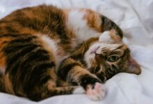 calico cat lying on white comforter
