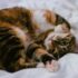calico cat lying on white comforter