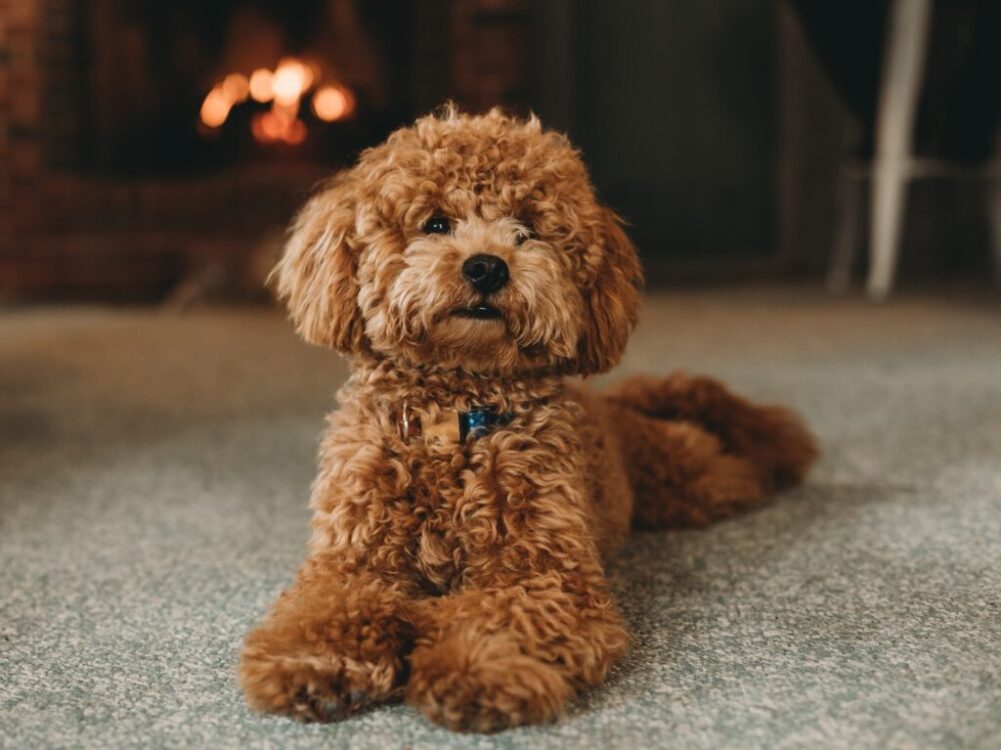 brown poodle puppy on blue carpet