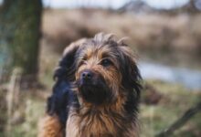 adult brown and black Shih-tzu