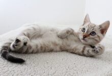 Photo of Grey Tabby Kitten Lying Down