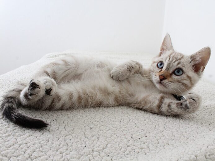 Photo of Grey Tabby Kitten Lying Down