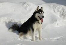 5 zábavných zimních aktivit se psy, při kterých budete oba výt radostí