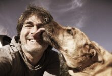Holisticdogtraining
