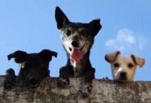 Black And White Short Coated Dogs