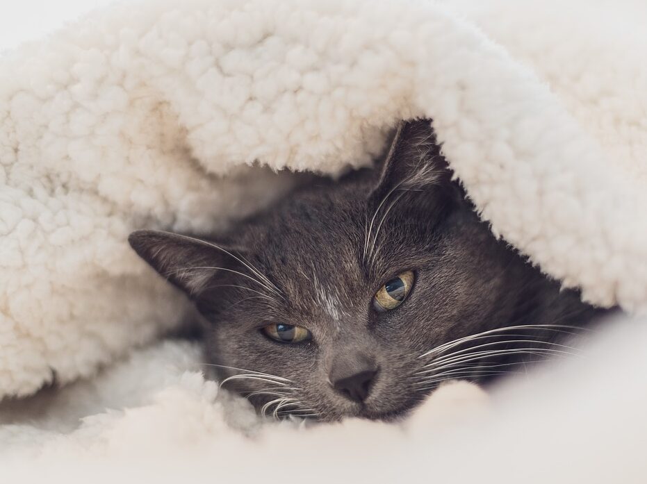 Může být vaše kočka podchlazená? Aneb jak se správně starat o kočky v zimě