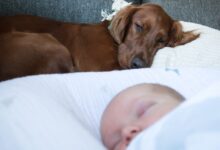baby lying beside brown dog