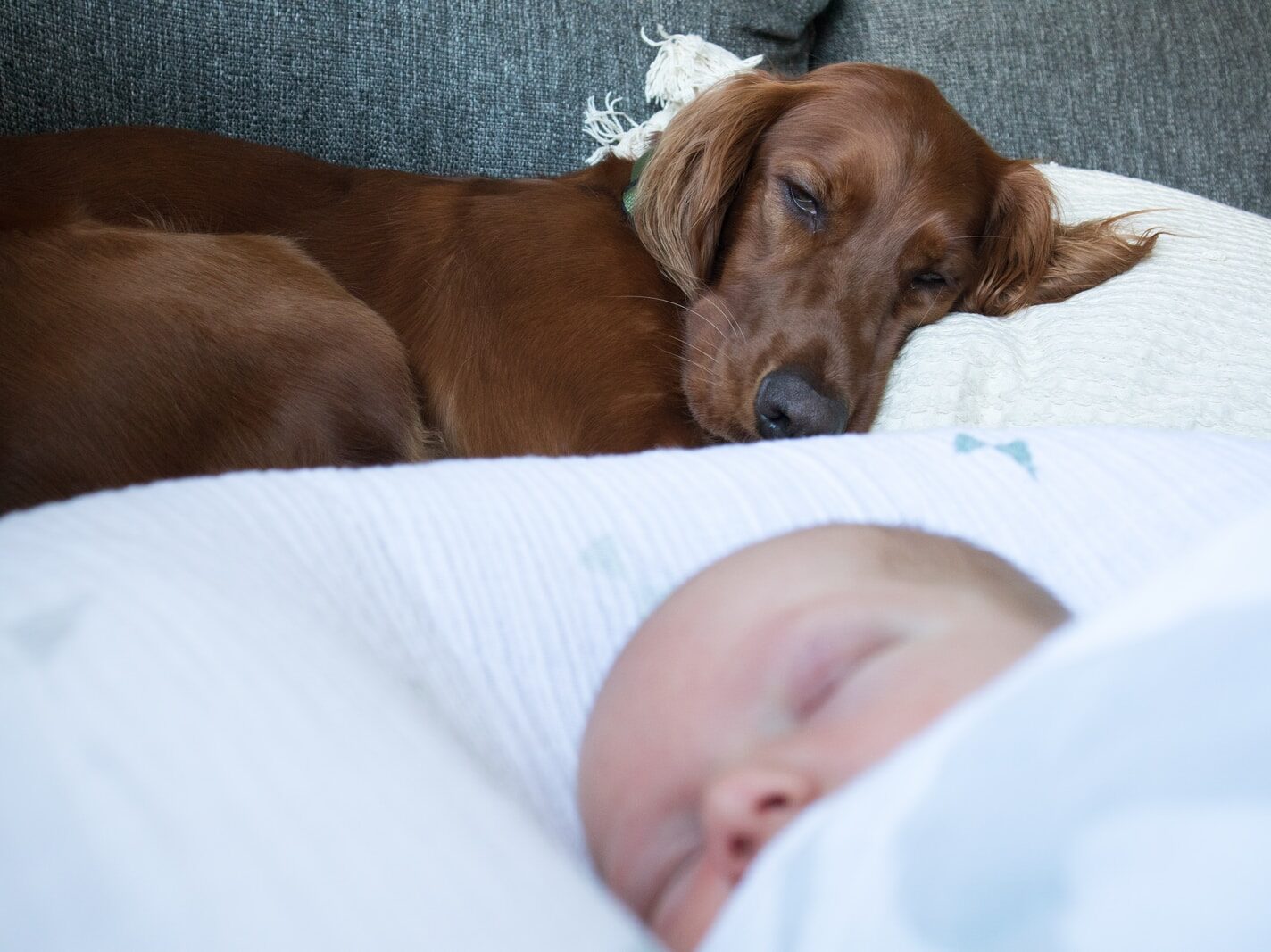 baby lying beside brown dog