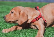 brown short coated puppy lying on green grass during daytime