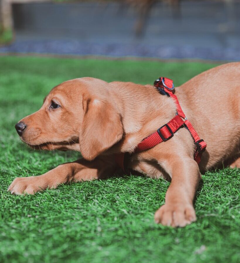 brown short coated puppy lying on green grass during daytime
