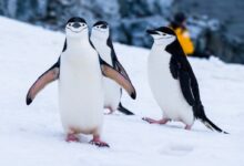 penguins on snow covered fields during daytime